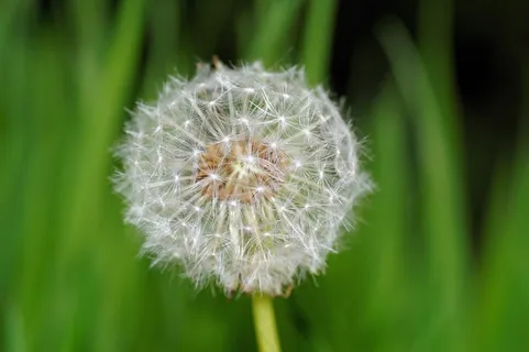 蒲公英,开花,夏天,种子 蒲公英,开花,夏天,种子