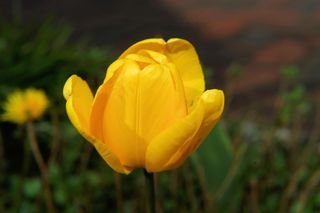 开花，郁金香，黄色，花，春天，植物