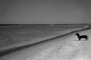 腊肠犬站，看着大海的黑白图像