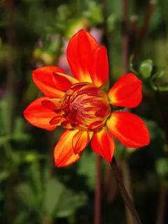 大丽花,花,开花,红色,黄色,花蕾 大丽花,花,开花,红色,黄色,花蕾