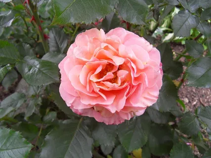 玫瑰，粉红色，鲜花，盛开，盛开，盛开