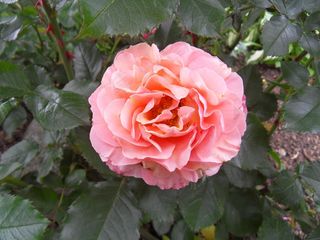 玫瑰，粉红色，鲜花，盛开，盛开，盛开