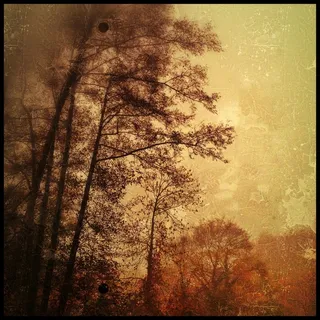 秋，叶子，树木，十月，性质，树，酿酒