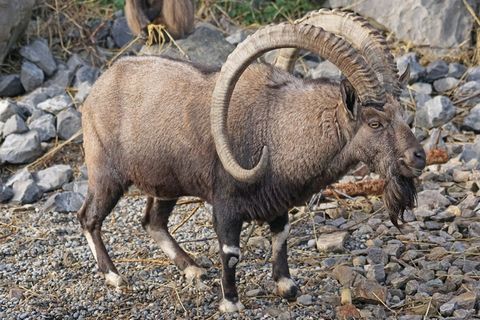 动物，角，摩ri座，Nubischer摩ri座