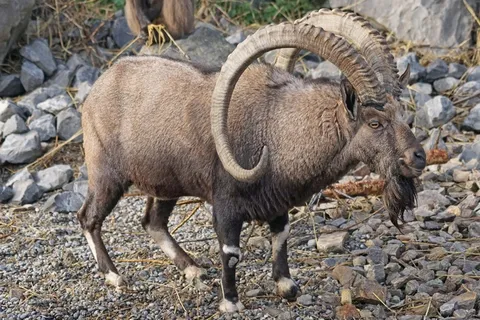 动物，角，摩ri座，Nubischer摩ri座