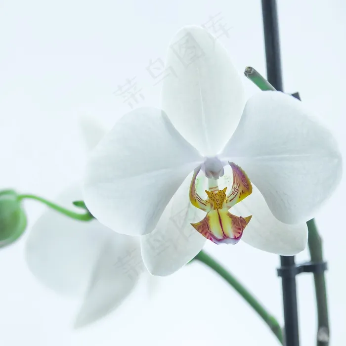 兰花，白，花，蝴蝶兰