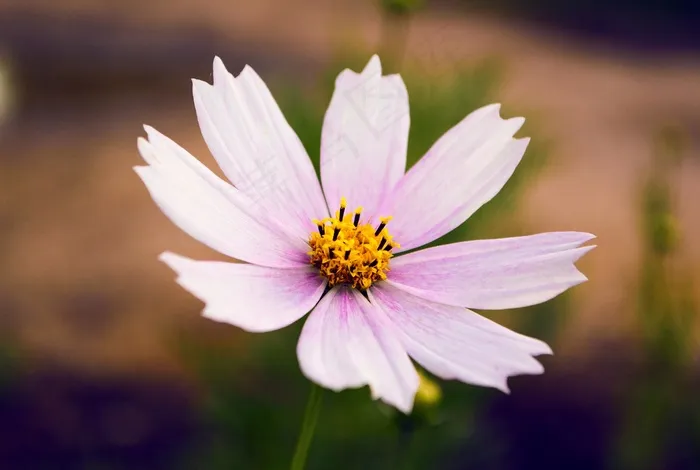 花，花瓣，特写，波斯菊花海