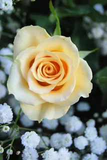 玫瑰,盛开,黄色,浪漫,花园,花卉,花的 玫瑰,盛开,黄色,浪漫,花园,花卉,花的