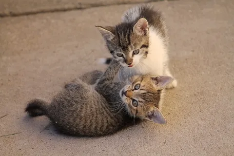 猫,宠物,可爱,附近,Állatportré 猫,宠物,可爱,附近,Állatportré