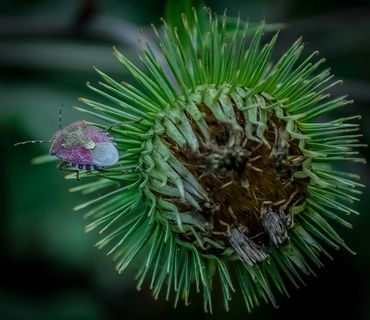 真虫，虫子，昆虫，蓟，自然，植物，绿色
