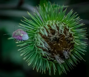 真虫，虫子，昆虫，蓟，自然，植物，绿色