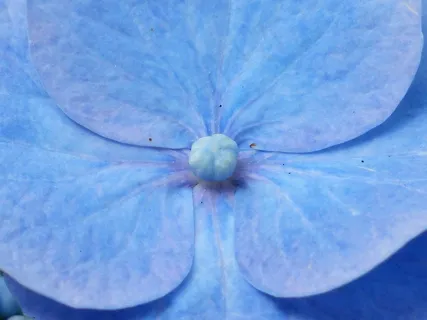 绣球花，花，开花，蓝色