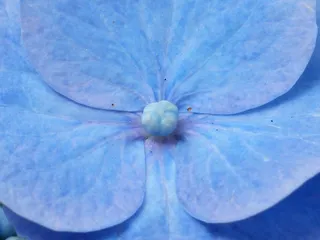 绣球花，花，开花，蓝色