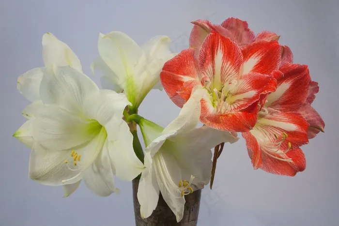 孤挺花，红色，白色，开花，花，植物