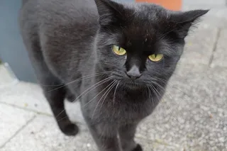 猫，黑色，万圣节，迷信，年轻，Mieze，宠物