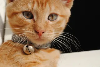 小猫，动物，贝贝，可爱，猫，宠物