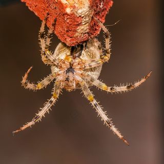 蜘蛛，配，加冕Keresztespók，Araneus Diadematus