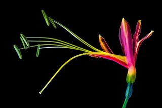 花，开花，绽放，多彩，冷色