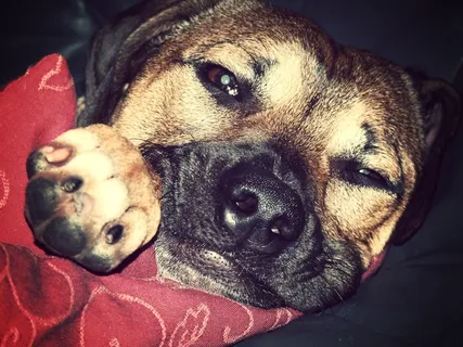 狗，打ze，狗的外观，脸，宠物