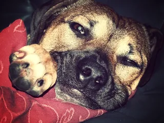 狗，打ze，狗的外观，脸，宠物