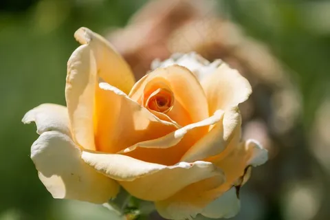 玫瑰,花,黄色,花的,自然,情人节,一天 玫瑰,花,黄色,花的,自然,情人节,一天