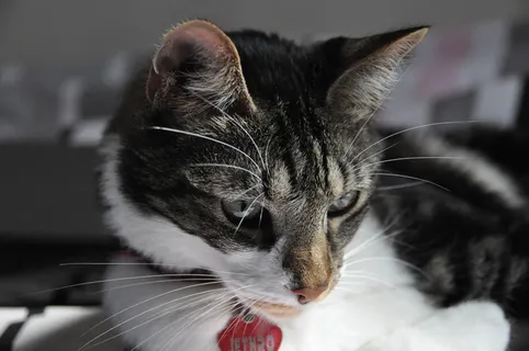 猫，宠物，动物，关闭