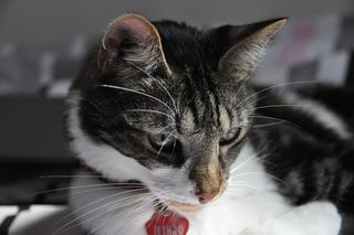 猫，宠物，动物，关闭