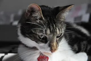 猫，宠物，动物，关闭