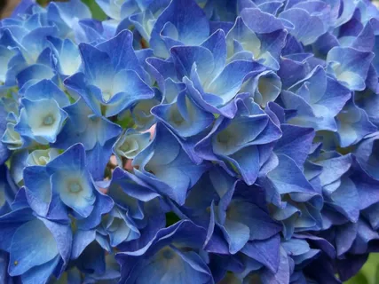 绣球花，紫色，植物