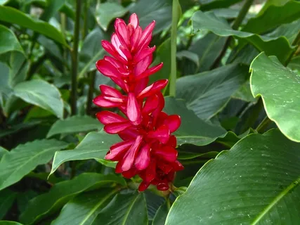 植物区系,干,萨尔瓦多,乔亚·德·塞伦,叶子,红色 植物区系,干,萨尔瓦多,乔亚·德·塞伦,叶子,红色