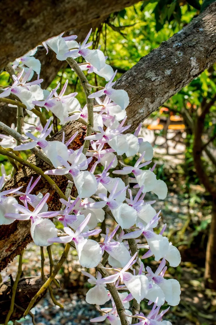 野生兰花，兰花，白紫，开花，盛开