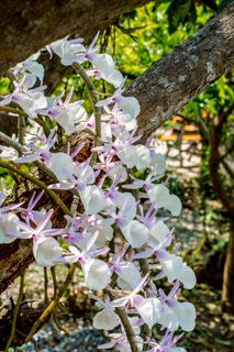 野生兰花，兰花，白紫，开花，盛开