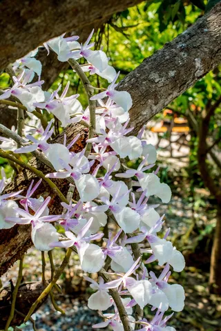 野生兰花，兰花，白紫，开花，盛开