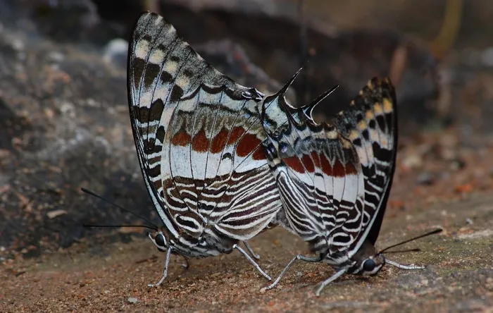 蝴蝶，宏，蝴蝶，昆虫，翼，野生动物