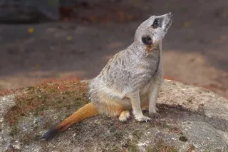 猫鼬，猫鼬，哺乳动物，Zwergmanguste，活动