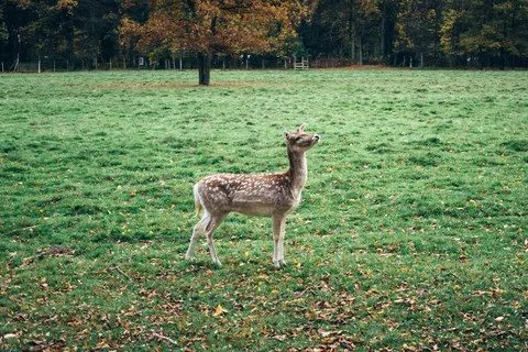梅花鹿,公鹿,羊驼,原驼,坡鹿,小鹿