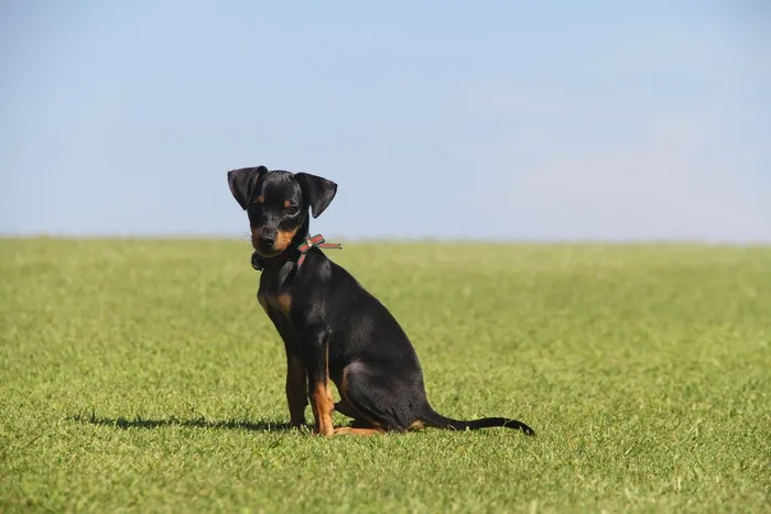 短毛猎犬，狗，微型