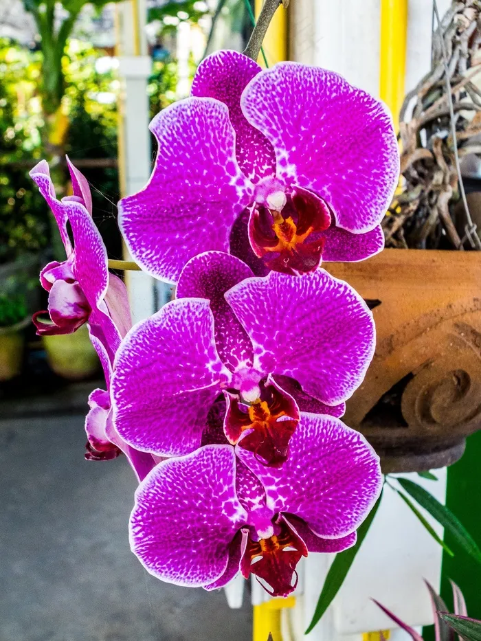 兰花，花，开花，盛开