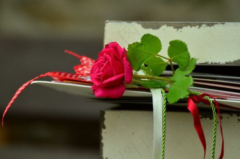 玫瑰，浪漫，信件，友谊，乐队，玫瑰绽放