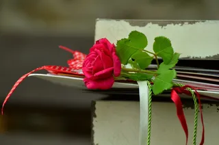 玫瑰，浪漫，信件，友谊，乐队，玫瑰绽放