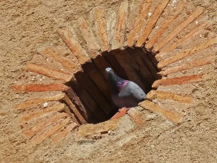 帕洛玛，奥库洛，建设，砖，巢