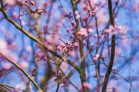 梅园,花卉,树,丽江山梅花,电线,桃红色开花的树选择聚焦 梅园,花卉,树,丽江山梅花,电线,桃红色开花的树选择聚焦
