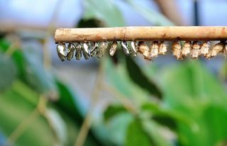 蝴蝶娃娃，娃娃，蝴蝶，休息，袖