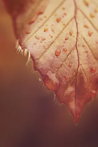 叶子，滴水，一滴水，宏，雨，心情，雨滴