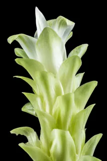 花，开花，白，绿色，关闭