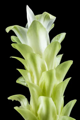 花，开花，白，绿色，关闭