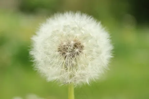 蒲公英,植物学,草地,绿色,性质,鲜花 蒲公英,植物学,草地,绿色,性质,鲜花