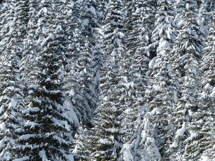 冷杉，冷杉，树木，雪域，冬天，雪，寒冬