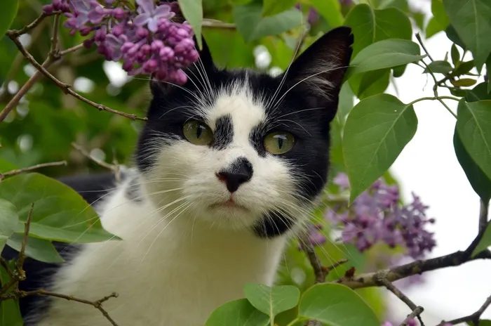 猫，黑色，猫脸，黑色和白色，动物，宠物