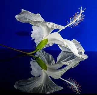 芙蓉花，开花，花，白，棉花糖